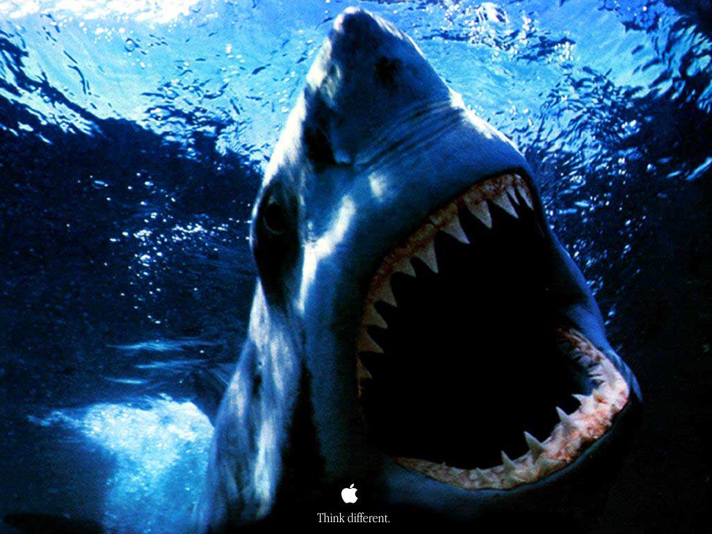 Jaws